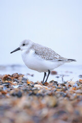 Sanderling, calidris alba, sandpiper bird foraging on a beach