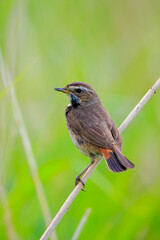 Closeup of a blue-throat bird Luscinia svecica cyanecula singing