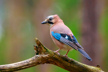 Eurasian jay, Garrulus glandarius, bird close-up