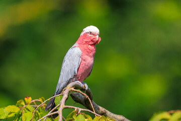 Closeup portrait of a galah cockatoo, Eolophus roseicapilla, bird
