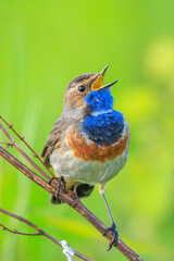 Closeup of a blue-throat male bird Luscinia svecica cyanecula singing