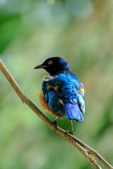 Superb starling Lamprotornis superbus perched