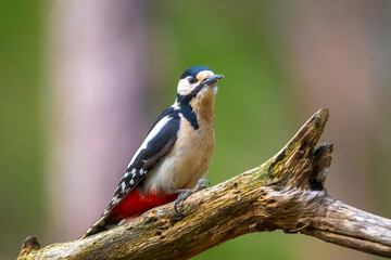 Fototapeta premium Closeup of a great spotted woodpecker, Dendrocopos major, perched in a forest