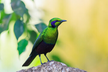 Emerald starling, Lamprotornis iris, iris glossy starling