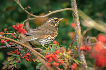 Redwing Turdus iliacus bird foraging berries
