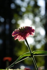 pink flower in the sun