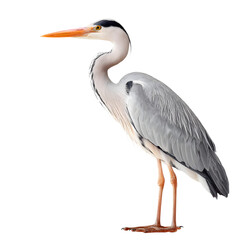 Fototapeta premium Majestic Gray Heron Standing Gracefully Near Tranquil Water Body