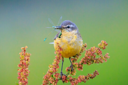 Closeup of a hunting western yellow wagtail bird Motacilla flava with prey