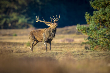 Male red deer, cervus elaphus, rutting during sunset