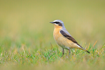 Northern wheatear male bird, Oenanthe oenanthe, foraging in grass