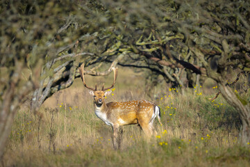 Fallow deer stag Dama Dama in a forest