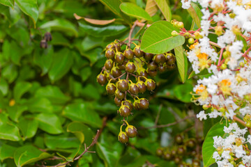 Crepe Myrtle (Lagerstroemia indica) with seed pods and white blossoms.