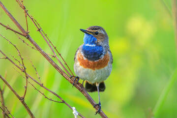 Closeup of a blue-throat male bird Luscinia svecica cyanecula singing