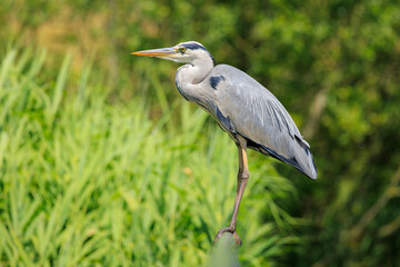 Grey heron, Ardea cinerea, hunting and fishing