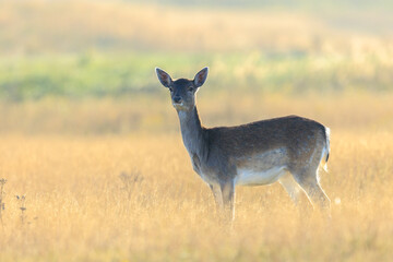 Female fallow deer doe or hind, Dama Dama.