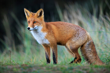 Wild red fox, vulpes vulpes, foraging in a meadow
