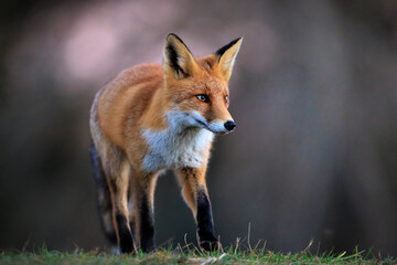 Wild red fox, vulpes vulpes, foraging in a meadow