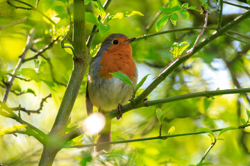 European robin bird Erithacus rubecula singing