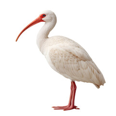 Fototapeta premium Elegant White Bird with Long Beak Posing Against White Background