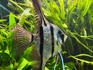 Striped angelfish amidst lush green aquatic plants