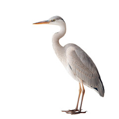 Fototapeta premium Elegant Grey Heron Standing Gracefully Near Water's Edge