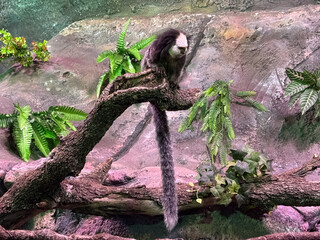 White-faced monkey resting on a tree branch