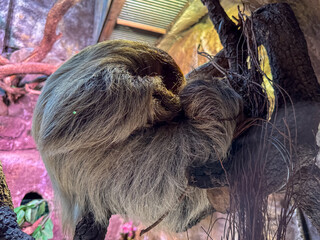 Sloth resting in tree at indoor zoo exhibit