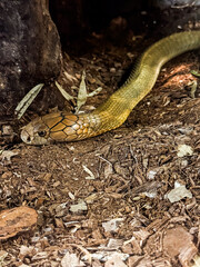 Snake on forest floor searching for prey