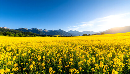 Obraz premium Yellow rapeseed flower field