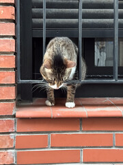 Curious cat peers through the window bars