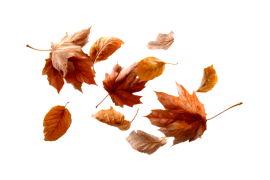 Autumn leaves on clear background
