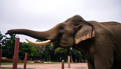 Obraz premium Elephant reaching for something