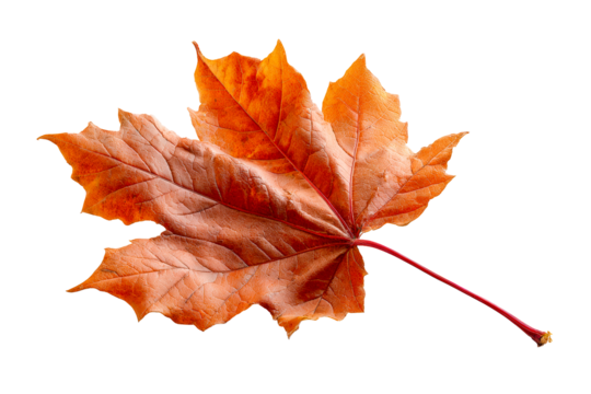Single vibrant orange maple leaf with detailed veins and red stem against a white background
