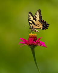 A male Eastern Tiger Swallowtail Butterfly feeding on a red zinnia