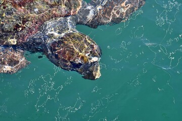 Żółw morski karetta (Caretta caretta), płynący tuż pod powierzchnią wody. Port Argostoli na...