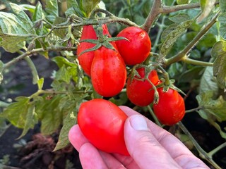 Picking of tomatoes in vegetable garden