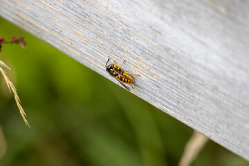 Bee on Wood