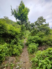 Path to Tranquility: A verdant trail winds its way through a lush landscape, offering a serene...