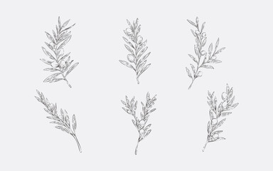 Hand Drawn Olive Collection Vintage Botanical Illustration Set