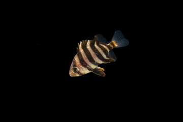 Barred knifejaw (Oplegnathus fasciatus) juvenile, TL:12mm	
