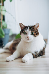 Tabby domestic cat is lying relaxed on the floor at home, animals concept