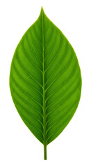 Bright green leaf with visible veins on transparent background. Vibrant plant element. Natural decor object for design.