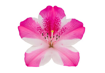 A vibrant, detailed close-up of a pink and white flower with intricate patterns and delicate textures against a stark black backdrop.