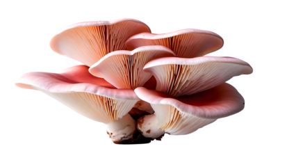 pink oyster mushroom set against a white backdrop