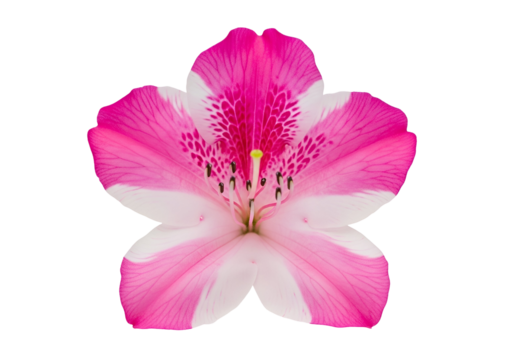 A vibrant, detailed close-up of a pink and white flower with intricate patterns and delicate textures against a stark black backdrop.