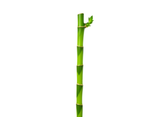 A vibrant, vertical bamboo stalk with a new shoot, presented against a stark black background.