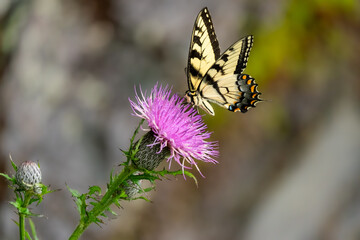 A male Eastern Tiger Swallowtail Butterfly feeding on a purple thistle flower