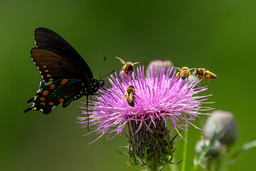 A pipevine swallowtail butterfly feeding on a purple thistle flower