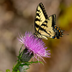 A male Eastern Tiger Swallowtail butterfly feeding on a purple thistle