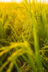 Closeup of rice grains on a stalk with water drops in a rice fiel